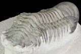 Crotalocephalina & Dalejeproetus Trilobite Association #76400-4